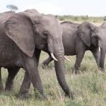 Filler fırtınayı 300 km öteden hissedebiliyor