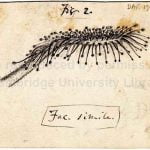 Darwin’in el yazmaları 155 yıl sonra dijital dünyada