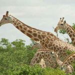 giraffes-in-trees_cr