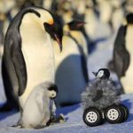 Bilim uğruna penguen casusluğu