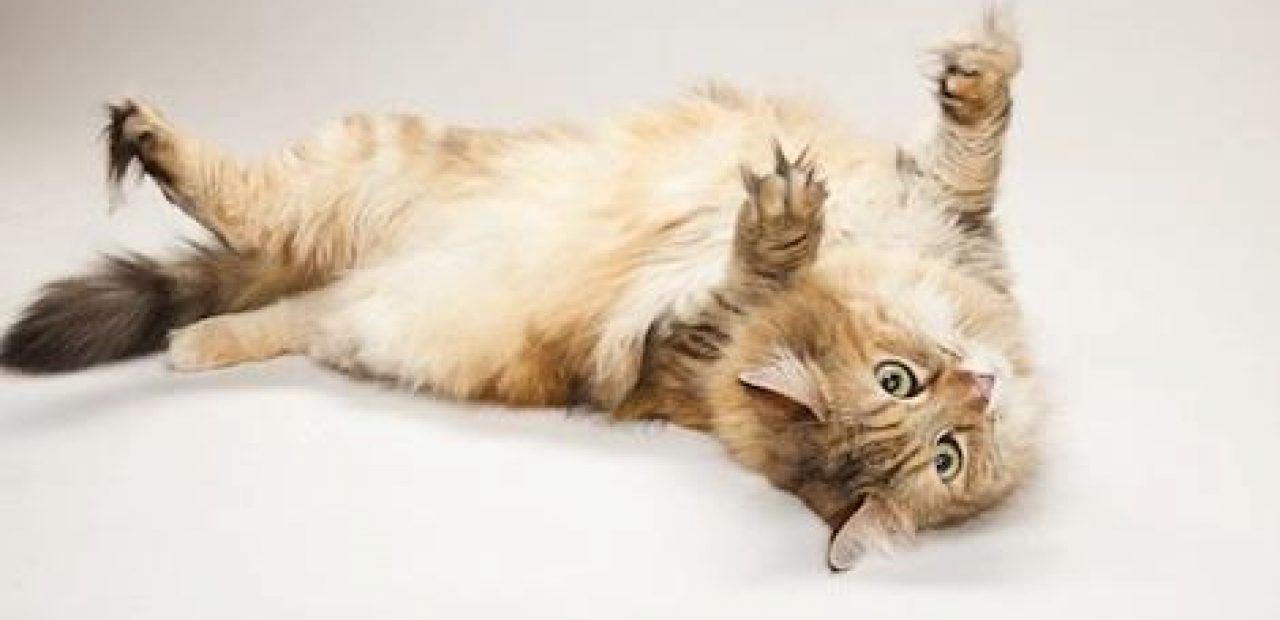Kedi çığlık sendromu - nedir Kedi çığlık sendromu - nedir