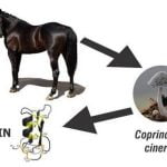 Geleceğin antibiyotiği at dışkısından üretilebilir