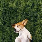 Hayvanlar da Rüya Görür Mü?