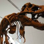 Brezilya’da Fosilleşme: Kumdaki Dinozor İdrarı İzi