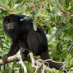 İklim Değişimi Bulaşıcı Hastalıkların Yeni Bölge ve Konaklara Yayılmasına Sebep Olabilir