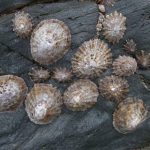 limpets