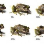 Yeni Kurbağa Türü Derilerinin Şeklini Değiştirebiliyor