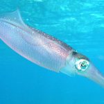 caribbean_reef_squid