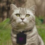cat-collar-camera-uploads-instagram
