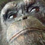 Karşıdan Karşıya Geçmeyi Öğrenen Şempanzeler