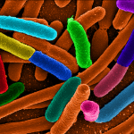 Modern Yaşam Tarzımız Mikrobiyom Çeşitliliğini Yok Ediyor Olabilir