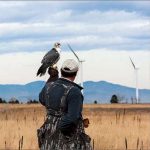 GPS’li Şahin Kuşları Rüzgâr Türbinlerinden Kurtarabilir