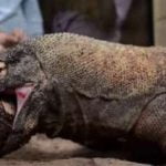 Komodo ejderi Smaug’a protez ayak
