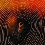 Örümcekler Kendi Ağlarına Neden Yapışmıyor?