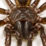 Antik İnsülin Örümceklerde Zehire Evrimleşti