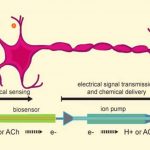 artificial-neuron-communication