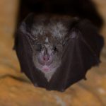 Yarasalar Yolunu Nasıl Buluyor?