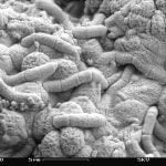 Yaşam, Dünya Üzerinde 4.1 Milyar Yıl Önce Evrimleşmiş Olabilir!