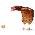 Tavuk mu yumurtadan çıktı, yumurta mı tavuktan?