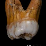 Antik Diş Denisova Hakkında Daha Fazla Bilgi Sunuyor