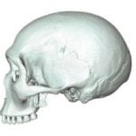 Homo sapiens ve Neanderthal’in Son Ortak Atası