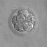 Embriyo 20 Yıllık Uykudan Uyandı!