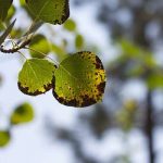 Bitkiler de Stres Olur mu?