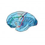 Beynin Gizemleri Çözülüyor!