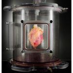 Bilim İnsanları Kök Hücreden Gerçek Boyutlarda Atabilen Bir Kalp Ürettiler!