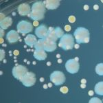 Bilim İnsanları En Düşük Gen Miktarına Sahip Canlı Bir Hücre Üretmeyi Başardı!