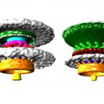 Bakterilerin ‘Biyolojik Tekerlekleri’ Üç Boyutlu Olarak Görüntülendi!