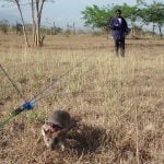 Kara Mayını Tespit Edebilen Bitkiler İyi Bir Fikri mi?
