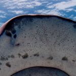 Köpek Balıklarının Yardımcısı: Proton Üreten Kimyasal!