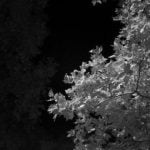 Kızılötesi Görmek Bizler İçin Mümkün mü?