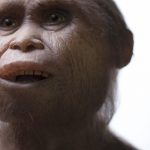 İnsansı Atalarımız Neden Kısaydı?