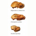 Özel Kafatası Adaptasyonları, Yarasaların Omurgalıları Yemelerini Sağlıyor