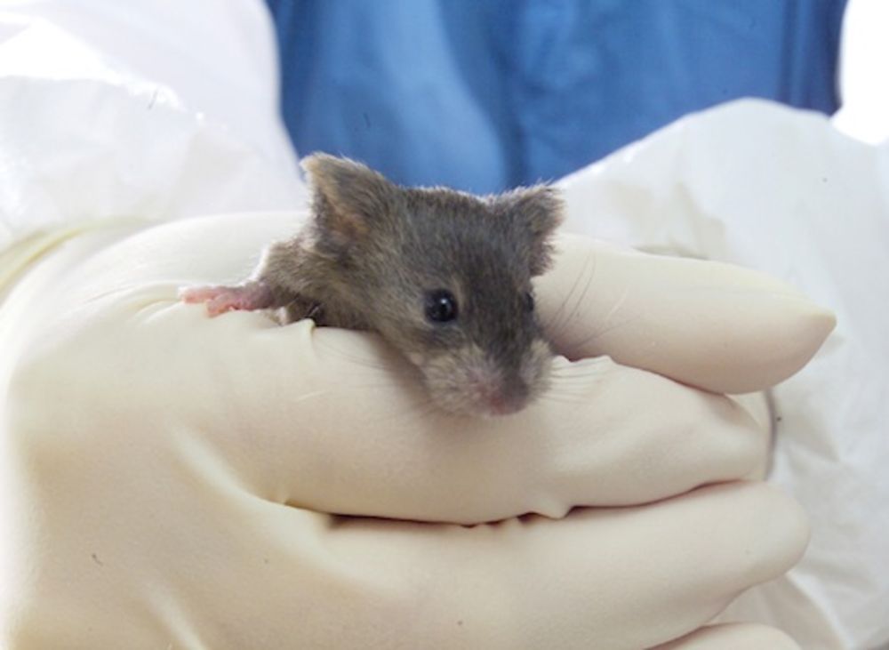 lab mouse in hand