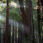 Petrol Ürünlerinin Yerini Ağaç Ürünler Alabilir