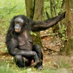Dişi Cüce Şempanzelerin Düzmece Seks Teşhirleri Eşlerini Serbestçe Seçmelerini Sağlıyor