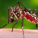 Florida’da Yerel Yollarla Bulaşan Zika Virüsü