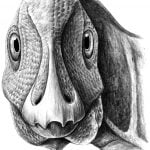 Ördek Gagalı Dinozorların İyi Huylu Tümörü Olabilir