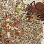 Dinozorların Nesli Tükendiğinden Beri Karıncalar Mantar Yetiştiriyor