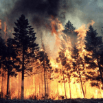 Orman Yangınları Bu Sene 1 Milyon Hektardan Fazla Alanın Yok Olmasına Sebep Oldu