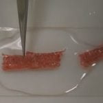 Mürekkep Balığının Dişiyle Sökükleri Dikin