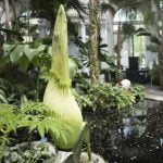 New York Botanik Bahçesi’nin “Ceset Çiçeği” Açmak Üzere