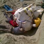 Montana’da Tyrannosaurus Rex’e Ait Çok Büyük Baş İskeleti Bulundu