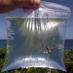 Balık İdrarı Mercan Resiflerine Daha Fazla Yardım Ediyor!