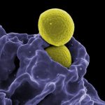 İnsan Burnunda Yeni Bir Doğal Antibiyotik Keşfedildi