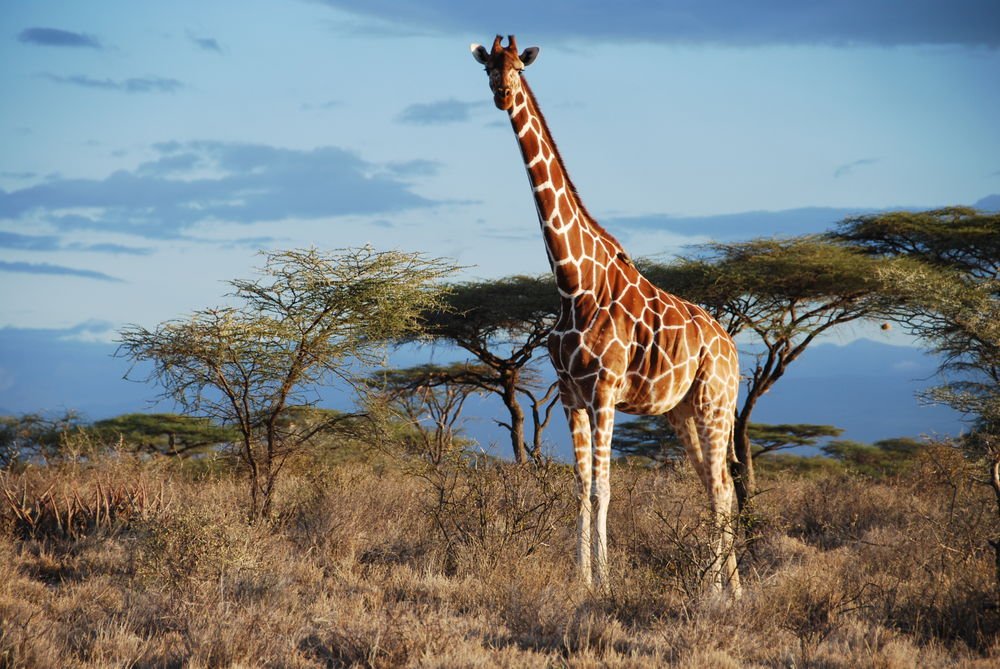Samburu Ulusal Parkı, Kenya'da bir ağsı desenli zürafa