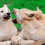 Cesaret Testini Kim Geçebilecek: Kurtlara Karşı Köpekler!